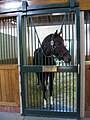 Tiznow in his stall at WinStar Farms