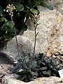 Adromischus cooperi