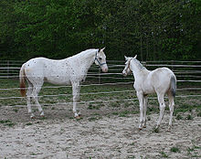 Des Appaloosa.