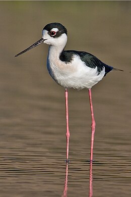 Amerikinis kojūkas (Himantopus mexicanus)