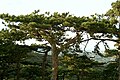 A Schwoaz-Farch(Pinus nigra) in da Wuchsfoam "Schirm-Farch" im Weanawoid (bei Mödling.)