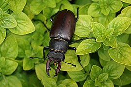 Gândac cu coarne de cerb (Lucanus cervus)