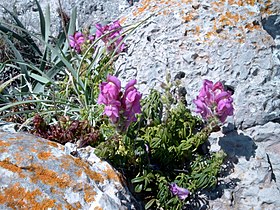 Antirrhinum majus