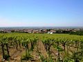 Panorama di Cecchina di Albano e vigneti dalla località Poggio Ameno.