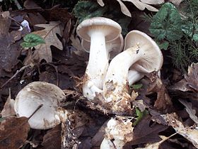 Clitocybe nebularis