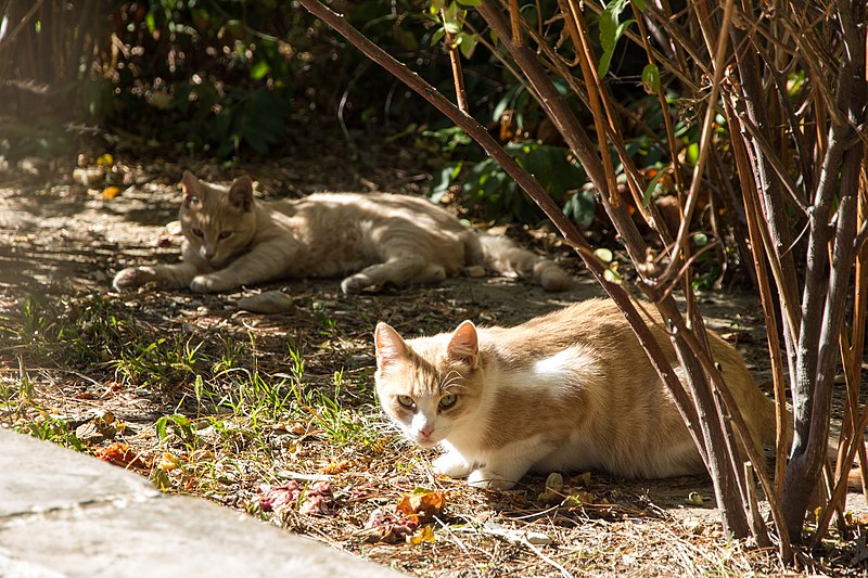 File:Feral cats in Divnomorskoe, Russia.jpg