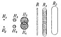 File:Die Gartenlaube (1896) b 0864_2.jpg Fig. 2.