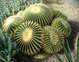 Geltondyglis ežiakaktusis (Echinocactus grusonii)