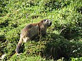 Alpine marmot