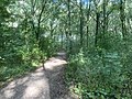 Een groot deel van het Roege Bos bestaat uit jonge bomen van 30 jaar oud waarvan in 2018 een groot deel omgewaaid is