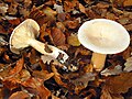 Clitocybe geotropa