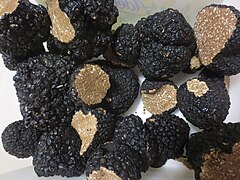 Truffes de Bourgogne (Tuber uncinatum)