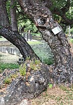 Bark of Pithecellobium dulce