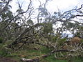 La forêt des Tamarins