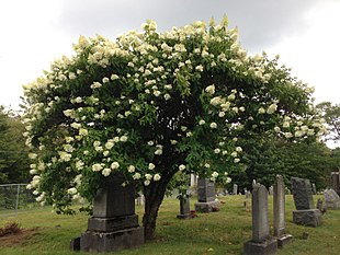 Havehortensia (Hydrangea paniculata) Foto: Famartin