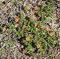 Plantes amb flors vermelloses