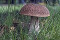 Boletus edulis, also known as "cep", is an edible wild bolete found in Europe