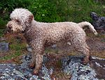 Artikel: Lagotto Romagnolo (ersatte tidigare lågupplöstare bild)