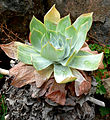 Dudleya pulverulenta'