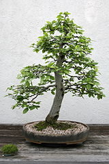 Die Gemeine Hainbuche (Carpinus betulus) als kultivierter Bonsai und als freistehendes Exemplar bei Ibbenbüren, Nordrhein-Westfalen