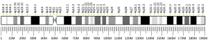 Cromosoma 4 (humà)