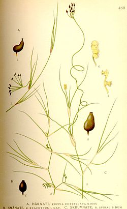 Ruppisa maritima