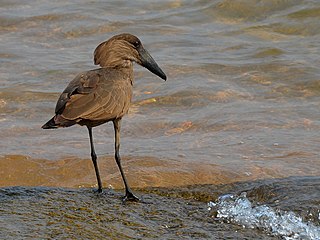 Op die oewer van die Malawimeer in Malawi