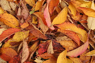 Feuilles en automne