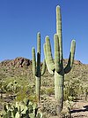 Saguaro