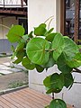 Potted Coccoloba uvifera