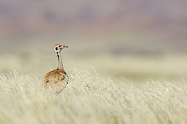 Outarde de Rüppell dans la prairie près des dunes.