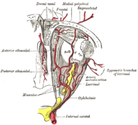 Äste der Arteria ophthalmica