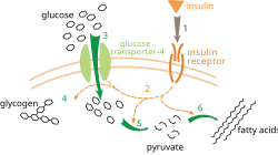Инсулин связывается со своим рецептором, (1) что приводит к запуску нескольких киназных каскадов (2). В результате происходит перемещение транспортёра ГЛЮТ-4 к плазматической мембране и вход глюкозы клетку (3), усиление синтеза гликогена (4), подавление гликолиза (5) и усиление синтеза жирных кислот (6).