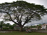 Jeepney under the Loon, Bohol Tree