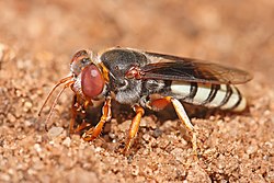 Garlūpas racējlapsene (Bembix sp.)