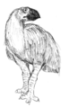 Diatryma (Gruiformes)