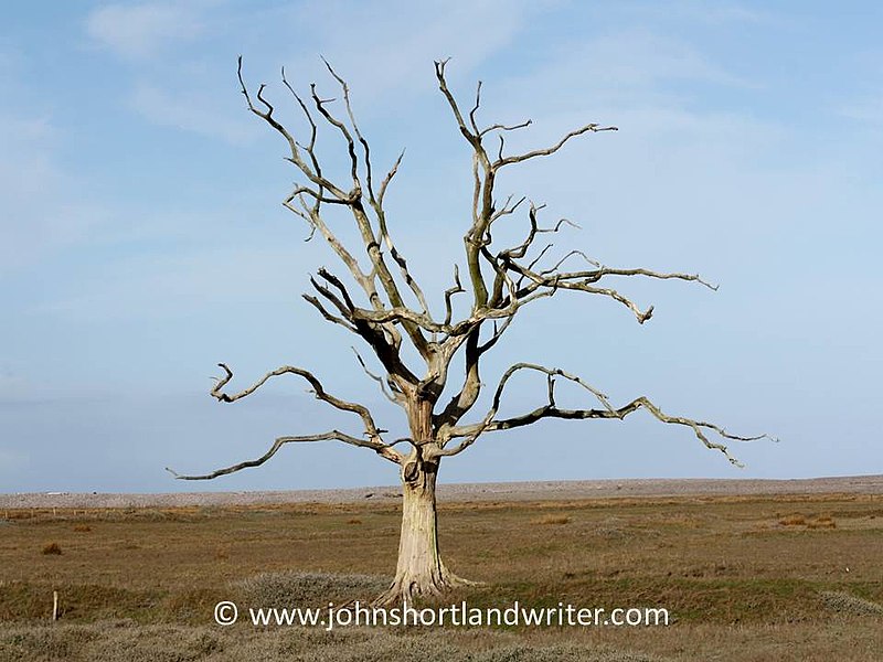 File:Exmoor- Stranded Tree (5929661339).jpg