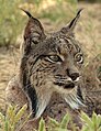 Lynx pardinus