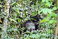 Chimpanzees (Mount Nimba)