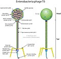 Caudoviricetes, Demerecviridae