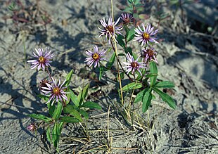 Sibirisk Asters (Eurybia sibirica).