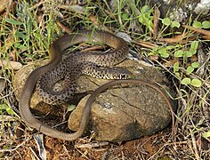 Șarpe bici balcanic (Hierophis gemonensis)