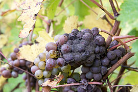 Botrytis cinerea sur grappe de raisin.