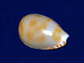 Notocypraea piperita