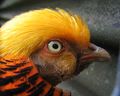 Chrysolophus pictus (en: Golden Pheasant, de: Goldfasan) [9]