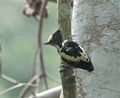 Heart-spotted Woodpecker