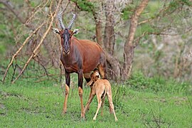 Parc national Queen Elizabeth, Ouganda (D. ugandae ?)