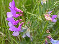 Vicia americana