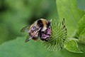 Bombus ardens ssp. sakagamii