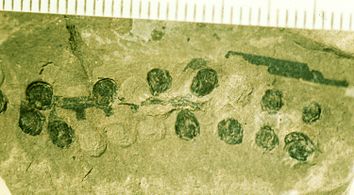 Fig. 4 Fossil Caytonia nathorstii, the reproductive structure that encloses ovules. Natural History Museum specimen photographed by G.J. Retallack.